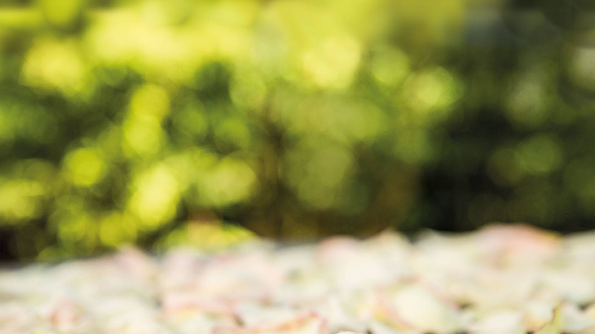 Annane Header 1920x1080 Annane Header 1920x1080
